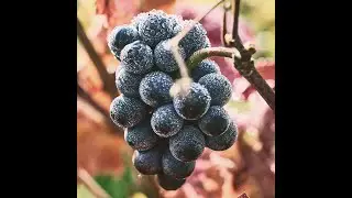 Michael Olivier Talking Wine Bruce Jack Heartbreak Grape Pinot Noir 2019