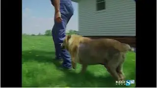 KCCI archives: Iowa vet says 2-legged dog 'running out of parts to lose' after latest injury