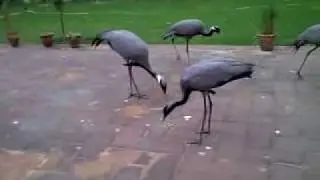 Common Cranes in Captivity (Niwani/Bhakkar Pakistan