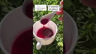 Making natural beetroot paint in the garden #hanselah #naturalpaint #cottagecore