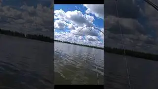 Мормышинг. КАК ПОЙМАТЬ КАРАСЯ НА СПИННИНГ? ПРОВОДКА! 🔥😱🔥 #рыбалка #каррась #fishing #карповая #carp