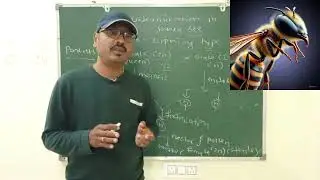 Haploid-Diploidy Mechanism of Sex Determination in Honey Bee II Class 12th ll NEET ll MHT- CET ll
