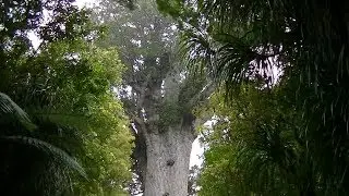Kauri & Maori Karakia Tane Mahuta in Waipoua Forest; in1080p.