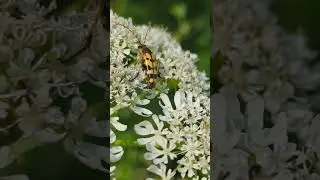 Another great find - Yellow and Black Longhorn Beetle on Hogweed