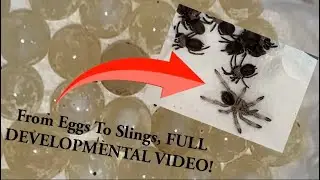 From Eggs To Slings  - Trinidad Chevron Tarantula Egg Development