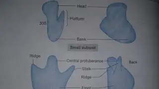 Ribosomes definition structure types and function #studywithme #studywithme #science