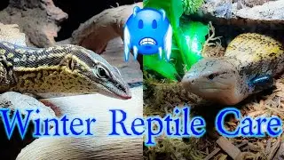 Winter Reptile Care Tips