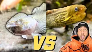 MORAY EEL & DRAGON GOBY Had A FIGHT ?!