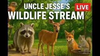 Uncle Jesse's Wildlife Live Stream