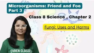 Microorganisms: Friend and Foe Part 3- Fungi Structure and Function (Class 8 Science &ndash; CBSE)