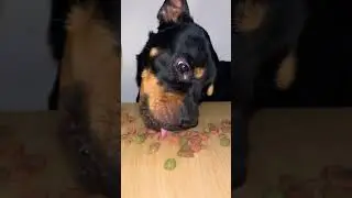 Viral dog Eats Dog Biscuits 😍 #love #pets #yt #shorts