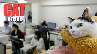 Japanese IT company saves cats to reduce stress