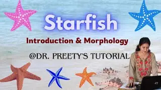 Starfish, Asterias (introduction & morphology) @Dr.Preety_Tomar