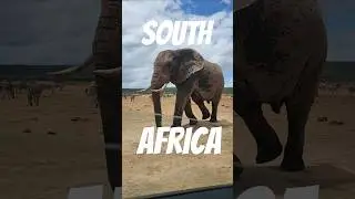 Addo Elephant park. Eastern cape. #travel #southafrica #elephants #big5 #safari