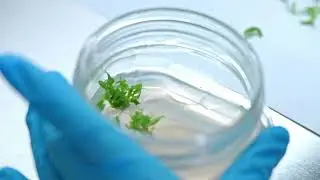 VitroLeaf by Battistini - Micropropagazione ad alti livelli