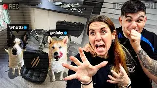 ESPÍO a MIS PERROS con CÁMARAS de SEGURIDAD⚠️🎥  Y DESCUBRO ESTO..😤😱 *la lían muchísimo, no es broma*