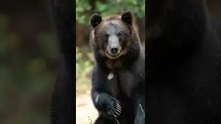 Black Bear Sound effects #shorts​ #ytshort​ #videoshort​ #wildlife​ #nature​
