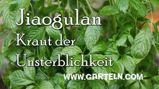 Jiaogulan selbst pflanzen, Kraut der Unsterblichkeit