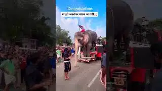 Madhuri 😊#anmals #elephant #cuteanimal #dogmemes #funnyanimals #dogs #ganesh #hathiraja #trending