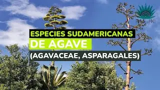 Las Especies Sudamericanas de Agave (Agavaceae, Asparagales)