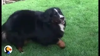 Dog Is SO Excited For The School Bus | The Dodo