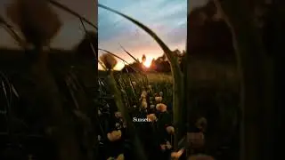#nature #sunset #water #rain #rainsounds #relaxing #lyrics #foryou #subscribe