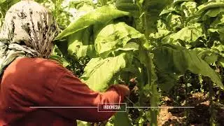 Cigar World - From Seed to Cigar - Harvesting
