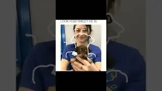 Outline trend #meme #shortvideo #shortsvideo #shorts #short #outline ##dog #pets