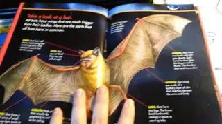 Homeschool First grade science BATS unit study