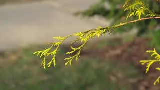 HLG HDR 4K Video: Golden Hour at the CT Ag Experiment Station