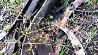 Drosera-planchonii RAINBOW-Sundew Hams-Road (Second-Week of JUNE-2011)