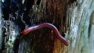 The Vertical Forest Recycler: Red Millipede on the Move