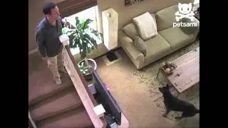 Man spits bananas into dog's mouth