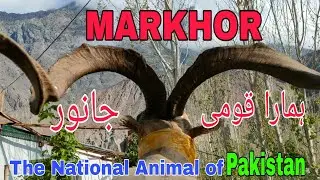 Markhor The National Animal of Pakistan. #markhor #markhoreanimal
