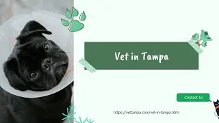 Vet in Tampa