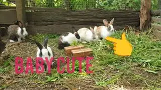 Baby Rabbits Grow Up Cute I love.#rabbit #bunny #cute #cute #cute #bunny #animals #animals #