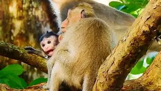 Crazy Cry, Jazzy Monkey Was Kidnapping So Seriously By Button Monkey Today Update!