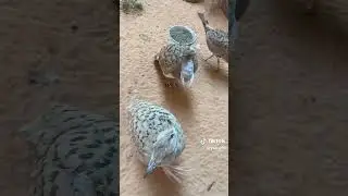 Hubara Bustard In dangerous species #viral