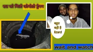 Komodo dragon /गोपाड़ता / pipe line me fas gya /