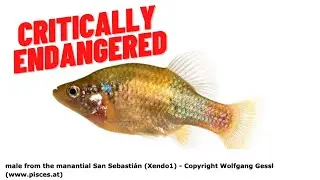 Xenotoca Doadrioi: Critically Endangered?!?!?!?!