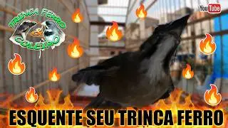 LEVANTA CANTO ESQUENTE SEU TRINCA FERRO FRIO RAPIDO 🎶🦜