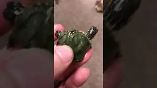 Spork the conjoined twin turtle.share with someone that would fareak out#twoheads#turtle#freaky#4u##