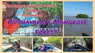 2nd largest  mangrove forest #pitchavaram  a day trip &  boating review & detail @fusionunstyle6378