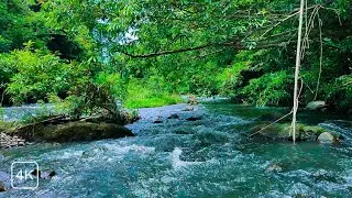 FOREST RIVER STREAM SOUNDS NATURE ASMR FOR STRESS RELIEF