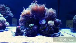 Opistognathus Aurifrons (13/10/2018) - Kadu Reef III 280g Mix Reef Tank
