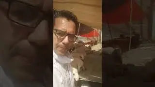 Shandar Mandi |Mitha Punjab| #shortvideo #animals #cow #vlog #vlog