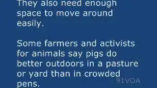 [91VOA]How This Little Piggy Goes to Market