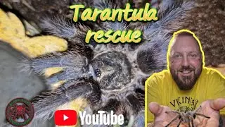 Two beautiful tarantulas rescued and rehoused