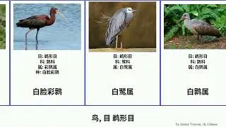 鸟, 目 鹈形目 bird 棕颈鹭 Pelecaniformes 齿翼鸟 骨齒鳥 澳洲鵜鶘 小蓝鹭 美洲鹮属 百慕大夜鹭 澳洲白鹮 大藍鷺 錘頭鸛 黃嘴琵鷺 留尼旺孤鴿 鲸头鹳 侏橄欖綠鹮 贝努鹭