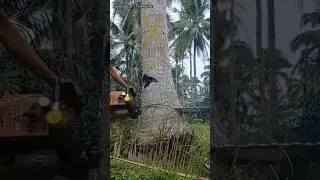 cut down a big coconut tree using skill#cuttingdowntrees#lumberjack#shortvideo